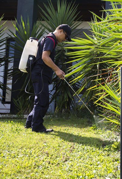 Man spraying solution for grass